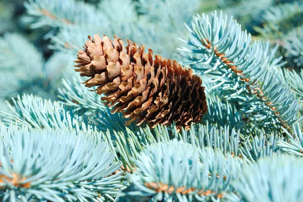 Branches of a natural fur-tree — Stock Photo, Image