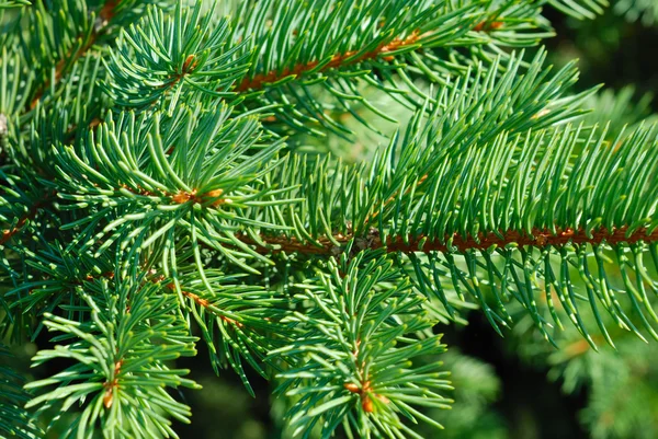 Branches of a natural fur-tree — Stock Photo, Image