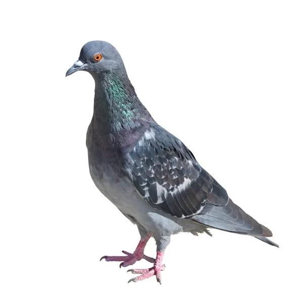 Pigeon gris isolé sur blanc — Photo