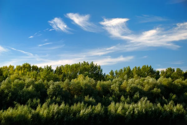 Летний пейзаж на голубом фоне неба — стоковое фото