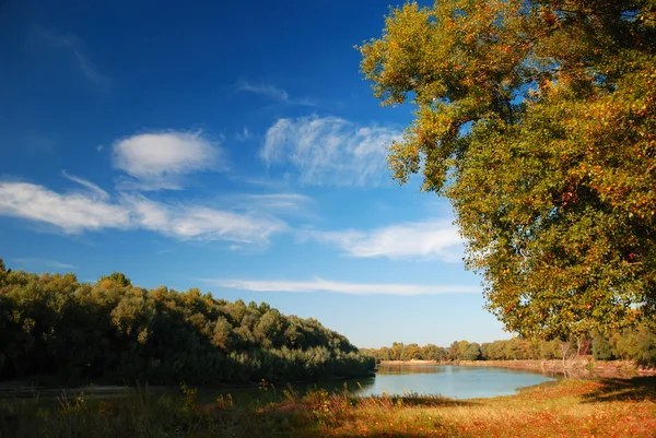 Landschaft mit Bäumen gegen den Himmel — Stockfoto