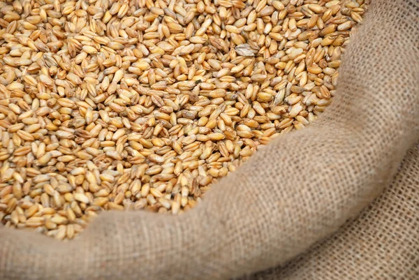 Wheat crop in a bag — Stock Photo, Image