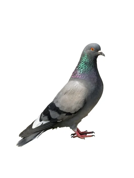 Pigeon. Grey pigeon — Stock Photo, Image