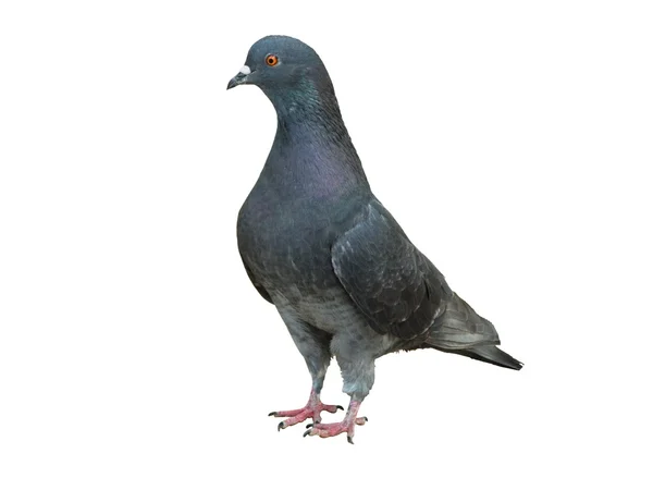 Pigeon — Photo