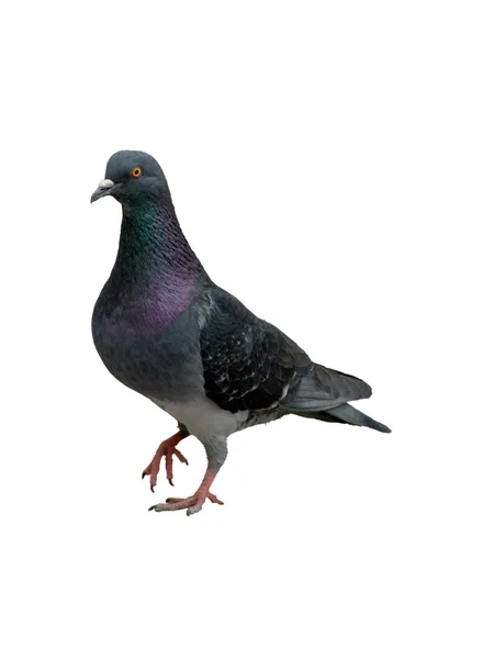 Pigeon — Photo