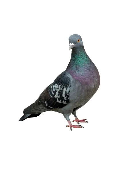 Pigeon — Stock Photo, Image