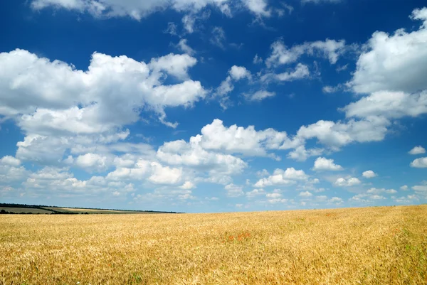 Wheaten veld en de hemel Stockafbeelding