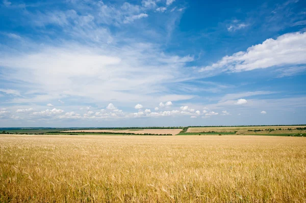 Napos sárga búza mező és az égbolt — Stock Fotó