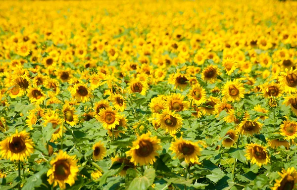 Олія соняшникова поле фону — стокове фото
