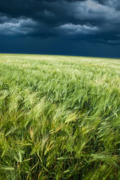 Pšeničné pole a bouřlivé nebe krajiny — Stock fotografie