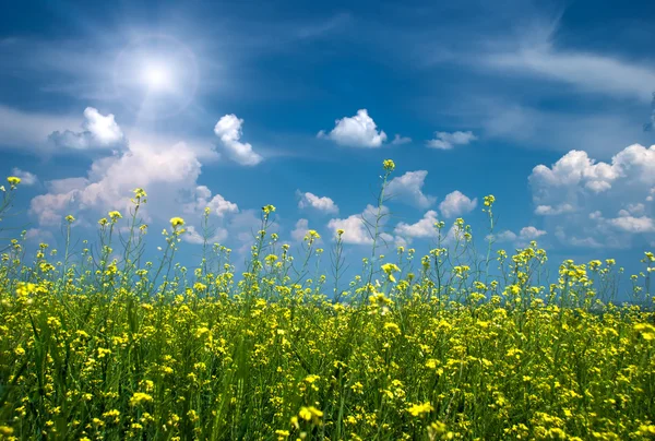 晴れた空と明るい黄色の花のフィールド — ストック写真