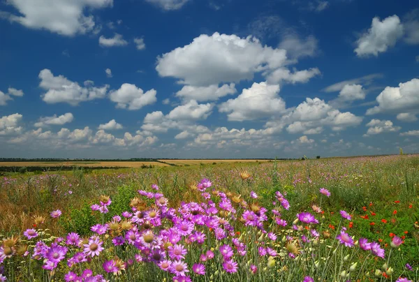 Paysage estival lumineux avec des fleurs sauvages roses — Photo