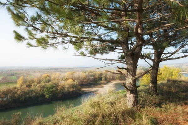 Herbstwald auf hohem Hügel in der Nähe des Flusses — Stockfoto