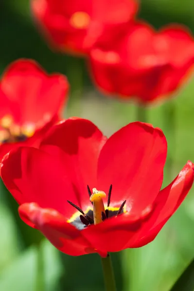 Bright red tulips — Stock Photo, Image