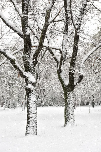 Snowfall tree in park — Stock Photo, Image