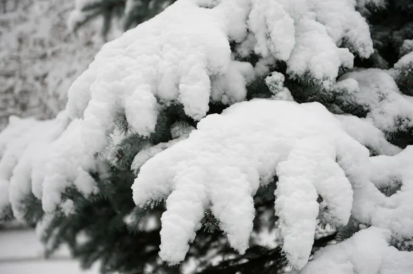 Ramos de abeto nevado na floresta — Fotografia de Stock