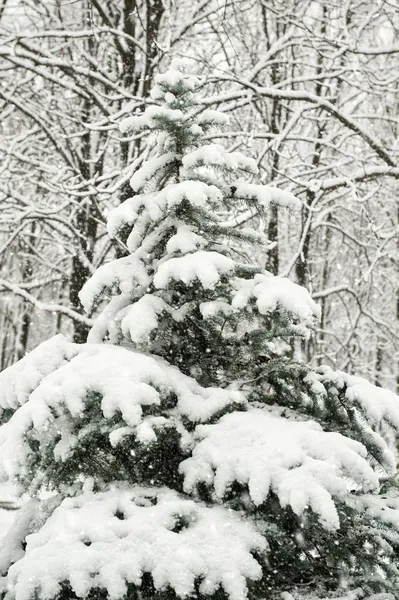 Abeto nevado em floresta — Fotografia de Stock