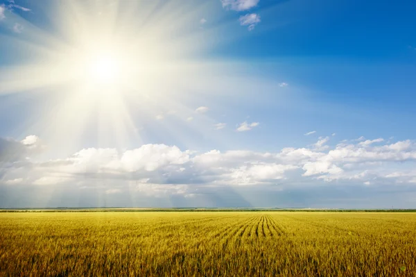 Paisagem de verão brilhante. campo de trigo e céu — Fotografia de Stock