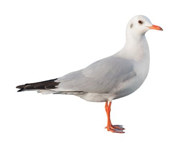 white bird seagull isolated clipart