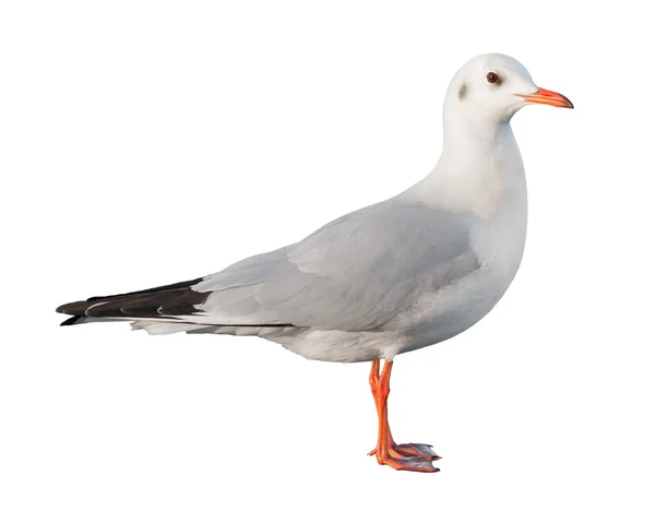 Gabbiano uccello bianco isolato — Foto Stock