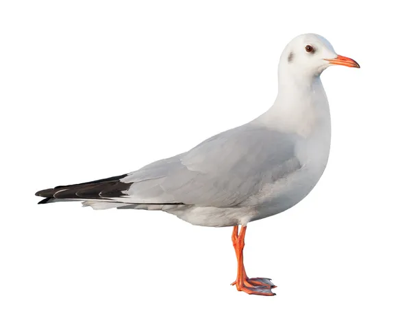 Mouette blanche isolée — Photo