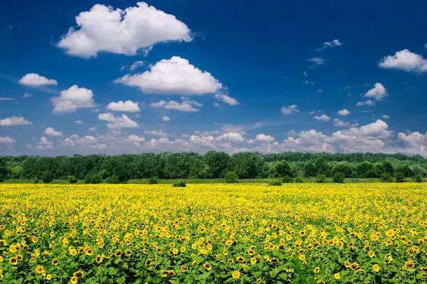 Brillante paisaje de verano. campo de girasol y cielo — Foto de Stock