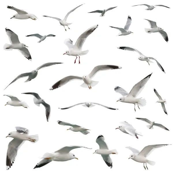 White birds set. isolated on white — Stock Photo, Image