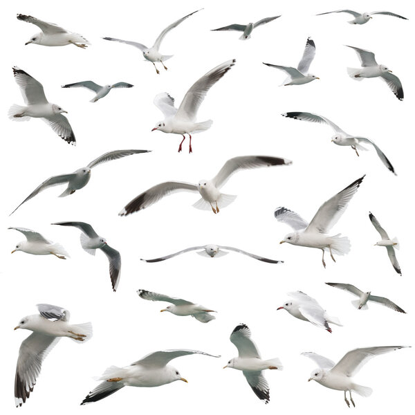 white birds set. isolated on white