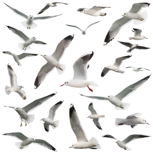 Birds set isolated — Stock Photo, Image