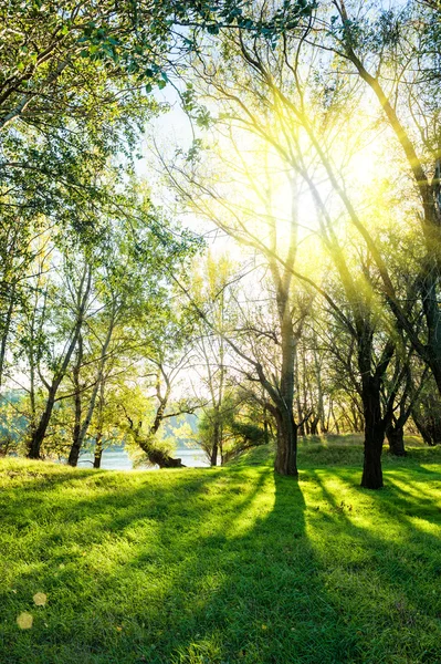 Güneşli manzara orman ve nehir — Stok fotoğraf