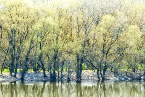 Paysage ensoleillé avec forêt et rivière — Photo