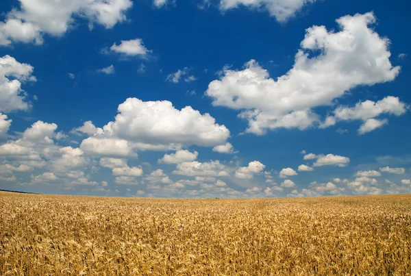 Weizenfeld und blauer Himmel — Stockfoto