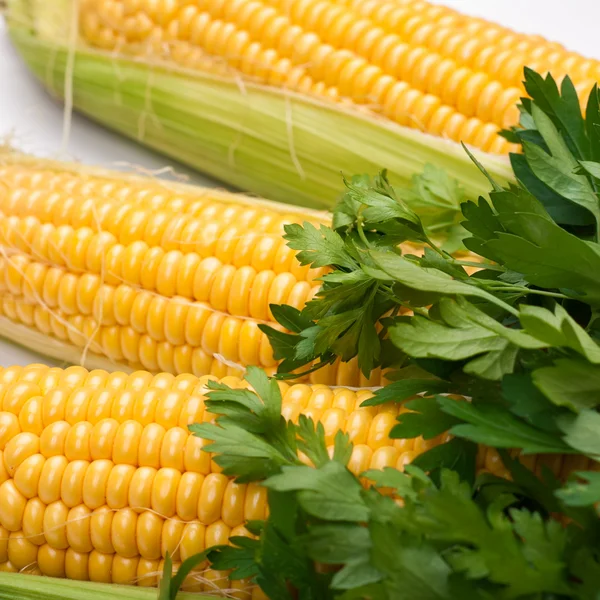 Corn cob and parsley — Stock Photo, Image