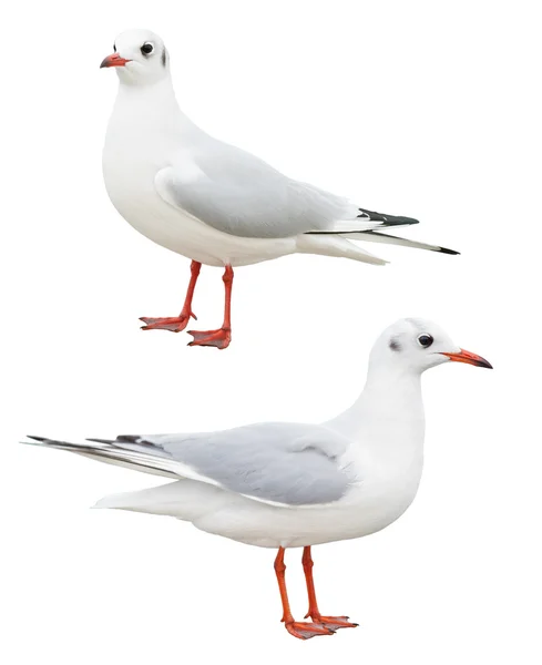 Mouette blanche isolée — Photo