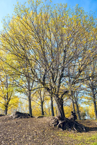 Herbstbaum mit offener Wurzel — Stockfoto