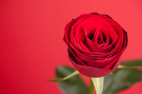 Rosa roja sobre rojo —  Fotos de Stock