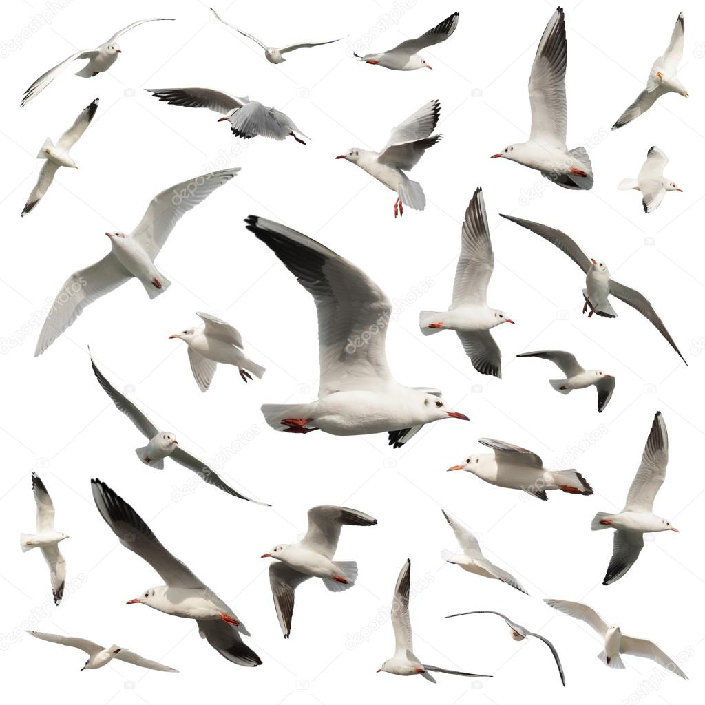 birds isolated on white
