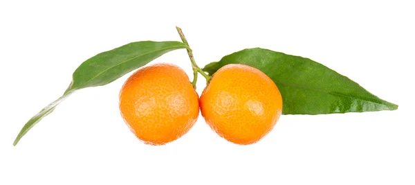 Апельсины изолированы на белом — стоковое фото