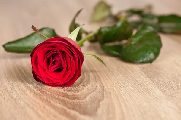 Rosa roja sobre madera — Foto de Stock