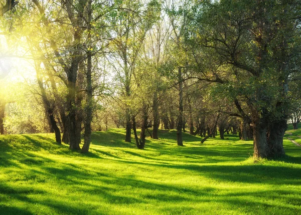 Güneşli yeşil orman — Stok fotoğraf