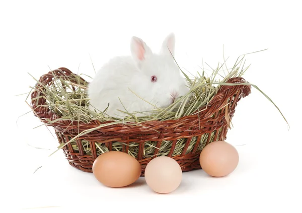 White rabbit in a basket and eggs — Stock Photo, Image