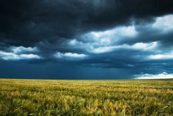 Wheat field and stormy sky — Stock Photo, Image