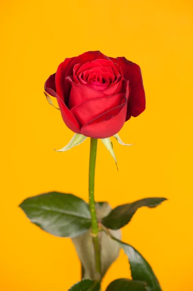 Red rose on yellow — Stock Photo, Image