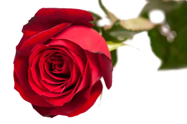 Rosa rossa su bianco — Foto Stock