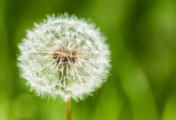 Un gran diente de león sobre el fondo de hierba —  Fotos de Stock