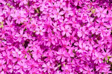 Pembe çiçek glade arka plan