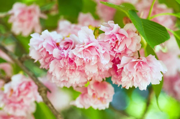 Sakura, cherry blossom in het voorjaar van — Stockfoto