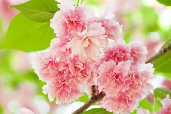 Sakura, Kirschblüte im Frühling — Stockfoto