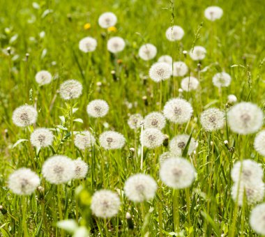 dandelions ile güneşli çayır