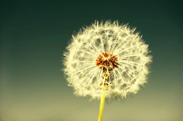 One big dandelion on sky background — Stock Photo, Image